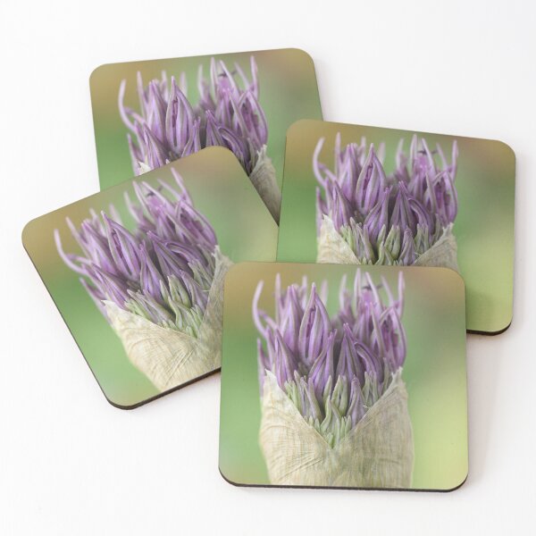 Item preview, Allium  'Powder Puff'  AGM  Ornamental onion designed and sold by Chris Burrows.