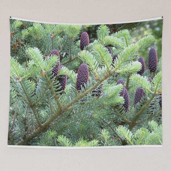 Item preview, Pine Cones, Sheffield Park, England designed and sold by QualitySolution.
