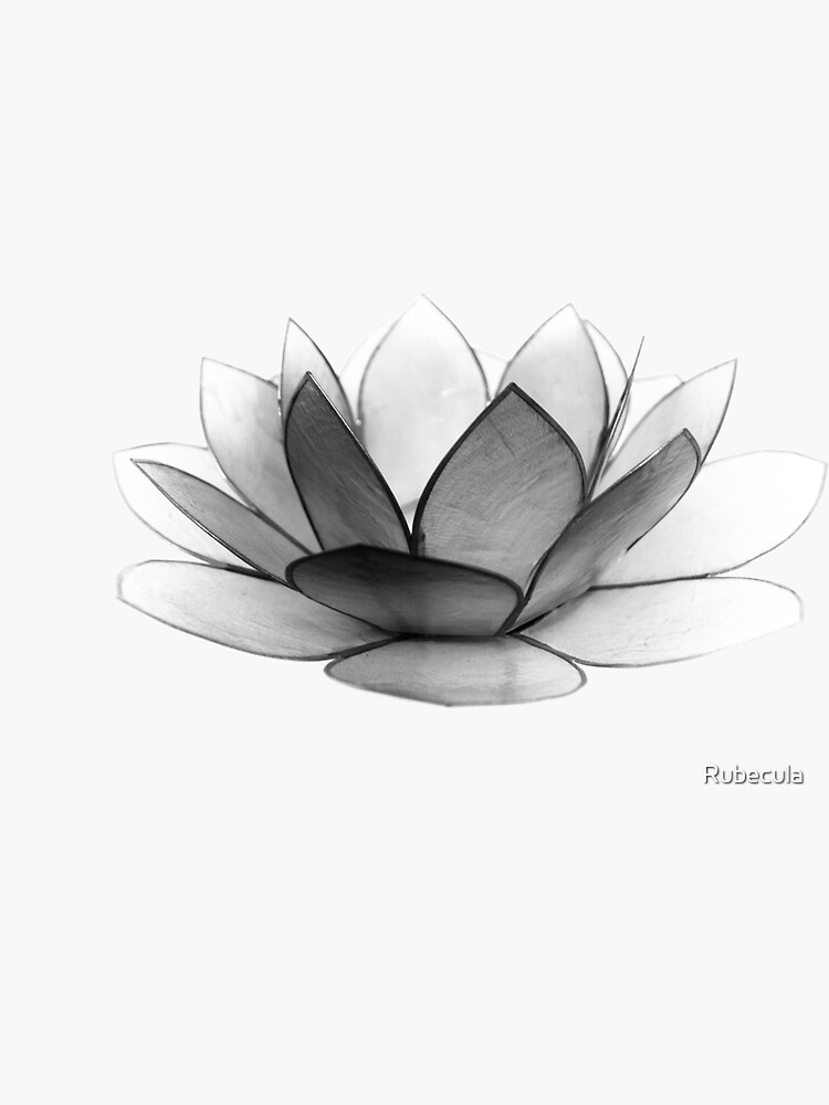 White Lotus by Rubecula