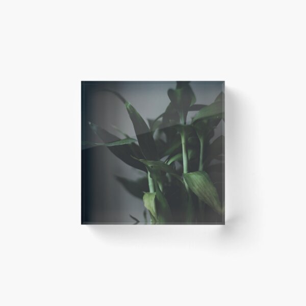 Item preview, Moody Plant designed and sold by Hatimczar.