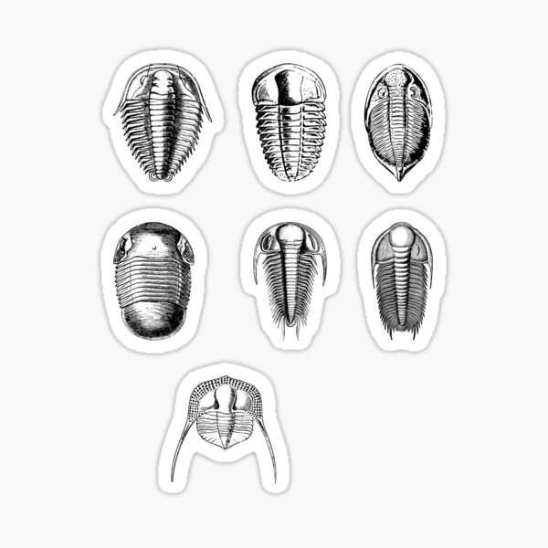 Item preview, Trilobites, black and white designed and sold by Ainar67.