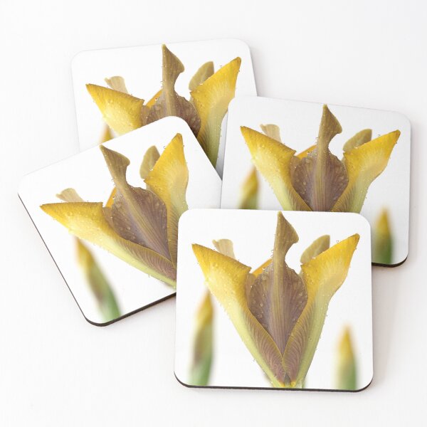 Item preview, Iris 'Bronze Perfection' Dutch iris designed and sold by Chris Burrows.