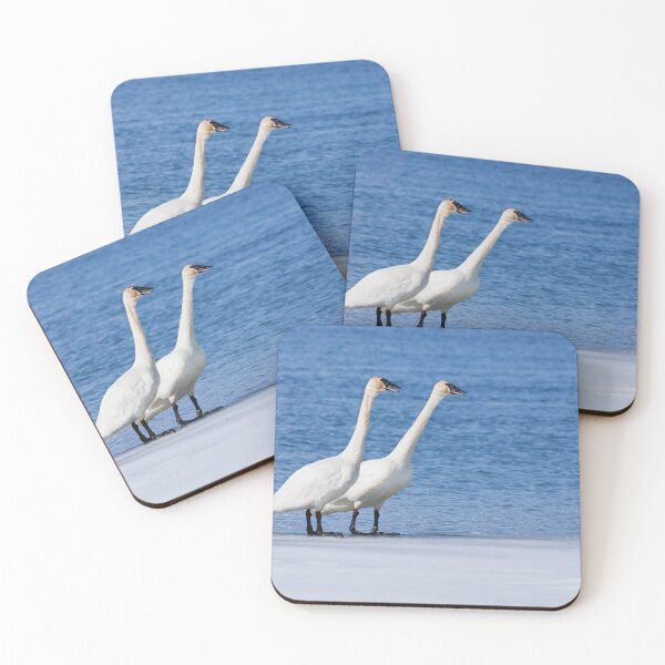 Item preview, Trumpeter Swans designed and sold by Jukka Jantunen.