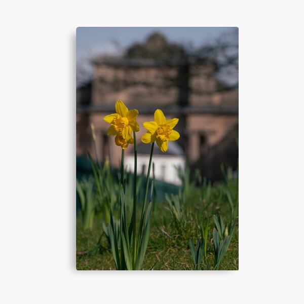 Birkenhead Park Daffodils Canvas Print