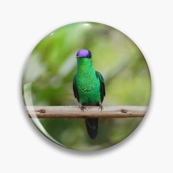 Item preview, Violetcapped Woodnymph Hummingbird designed and sold by anafrancisconi.