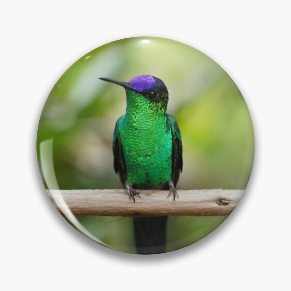 Item preview, Violetcapped Woodnymph Hummingbird designed and sold by anafrancisconi.