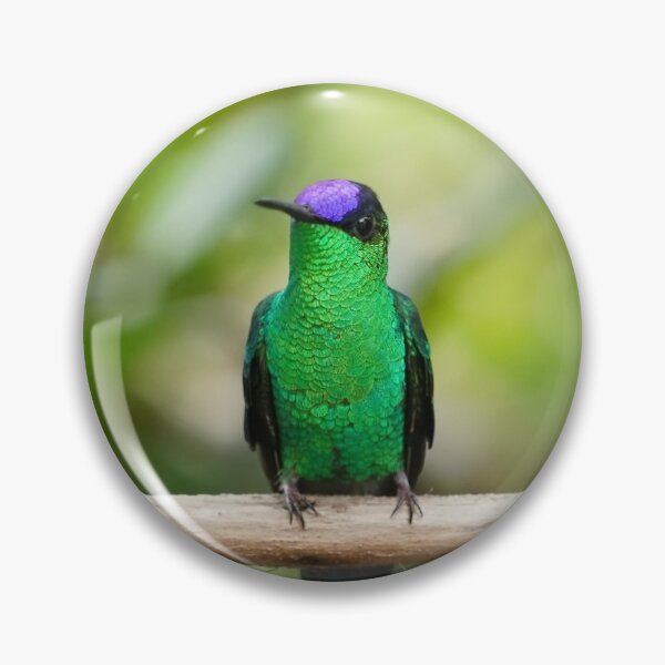 Item preview, Violetcapped Woodnymph Hummingbird designed and sold by anafrancisconi.