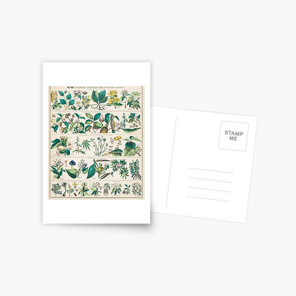 Item preview, Antique Plant Chart designed and sold by BlueSpecsStudio.