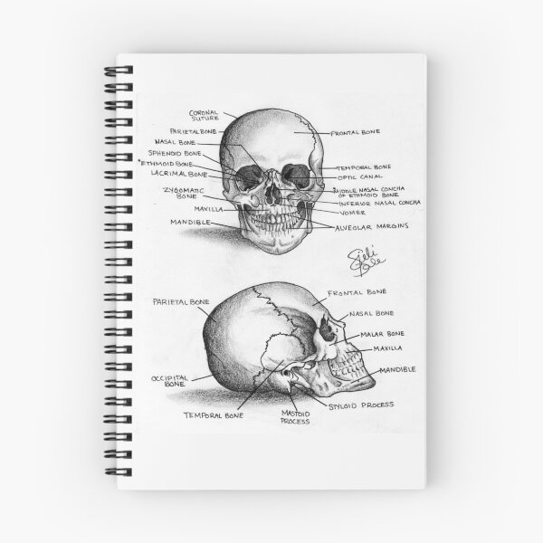 Item preview, Anatomy of a Human Skull designed and sold by heartandsjel.