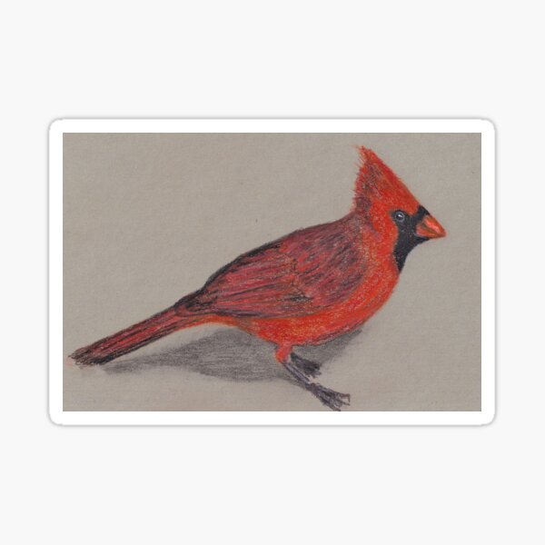 Cardinal Sticker