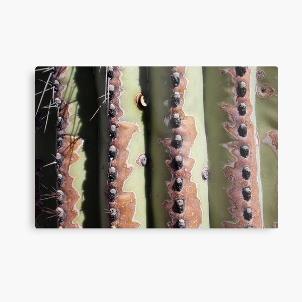 saguaro skins: winnie Metal Print