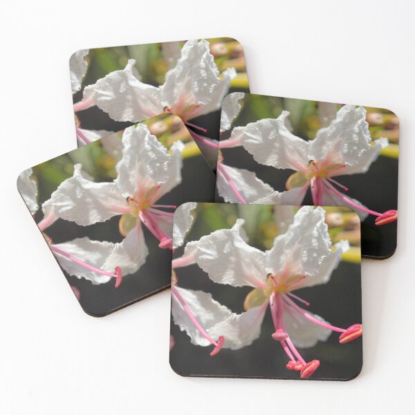 Item preview, White and Pink Bauhinia Flowers designed and sold by Sinemathk.