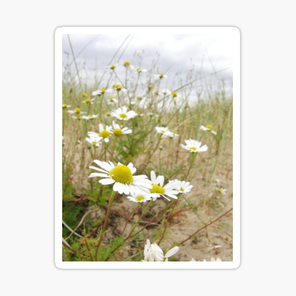 White n Yellow Lisfannon beach County Donegal Ireland Sticker