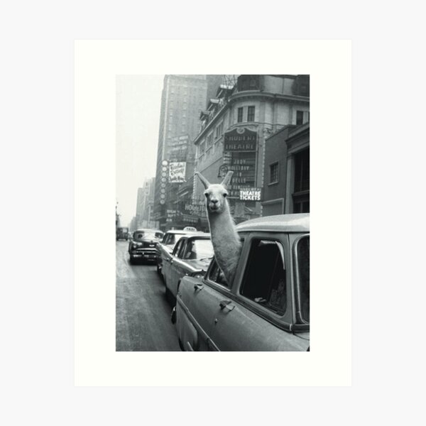 Llama in NYC Art Print