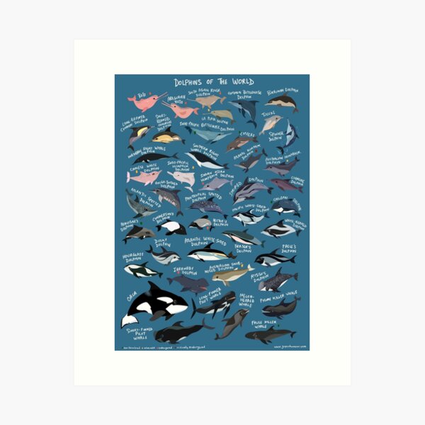 Item preview, Dolphins of the World designed and sold by Green Humour.
