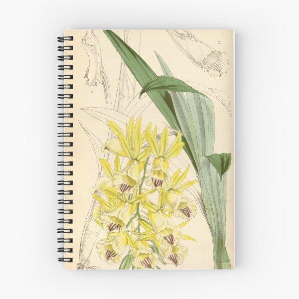 Item preview, Galeandra baueri (yellow flowered variety) Curtis' 79 (Ser. 3 no. 9) pl. 4701 (1853) designed and sold by EsotericBotanic.