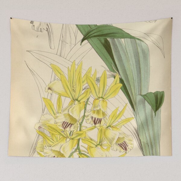 Item preview, Galeandra baueri (yellow flowered variety) Curtis' 79 (Ser. 3 no. 9) pl. 4701 (1853) designed and sold by EsotericBotanic.