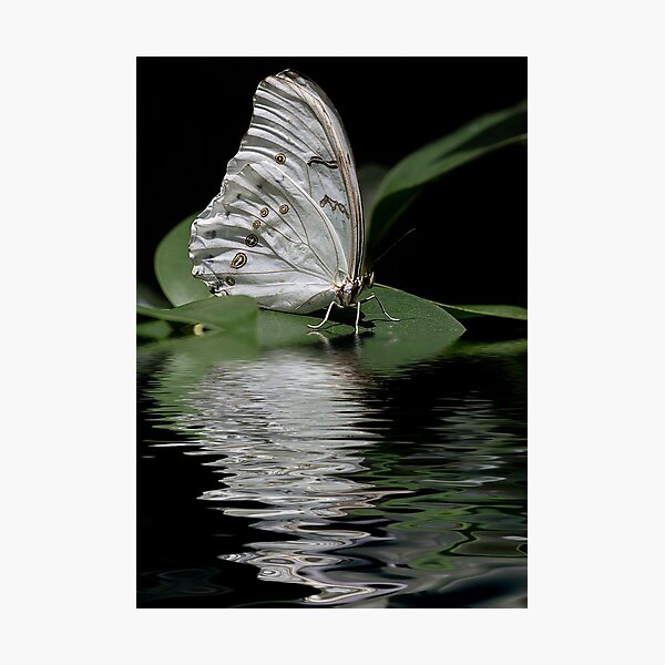 Moonlit Butterfly Photographic Print