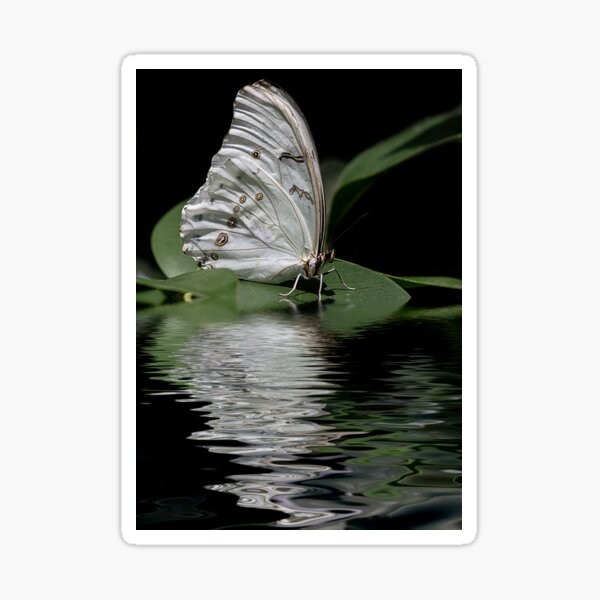 Item preview, Moonlit Butterfly designed and sold by Elisabeth Lucas.