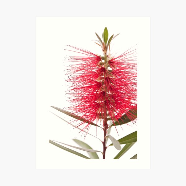 Red Bottlebrush Australian Native Flower Art Print