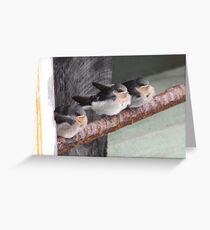 Young Welcome Swallows Greeting Card