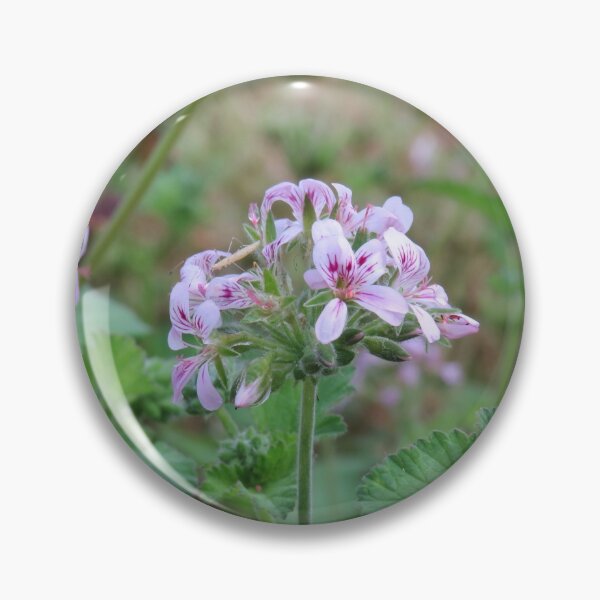 Item preview, Pelargonium australe designed and sold by greentiger1.