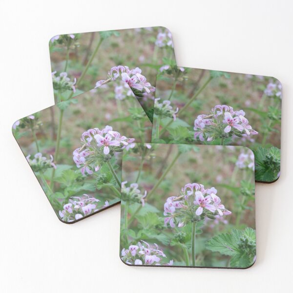 Item preview, Pelargonium australe designed and sold by greentiger1.