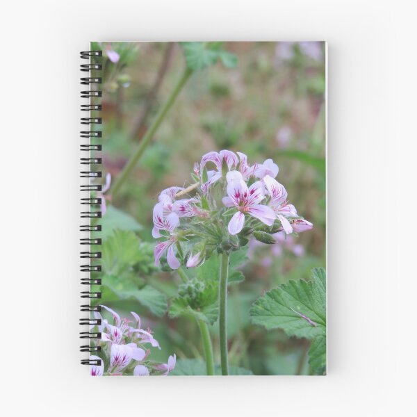Item preview, Pelargonium australe designed and sold by greentiger1.