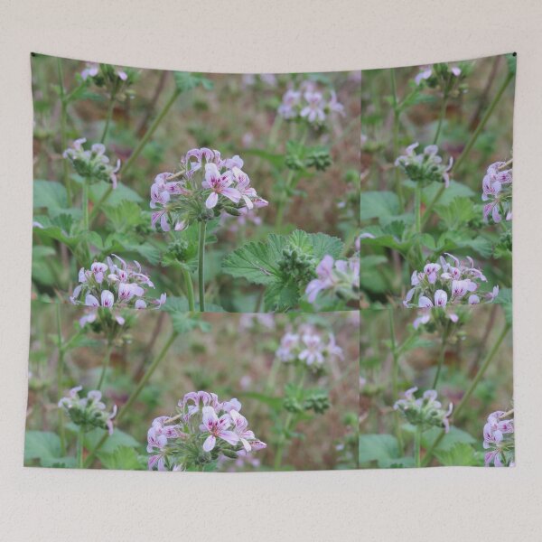 Item preview, Pelargonium australe designed and sold by greentiger1.