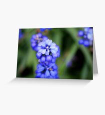 Grape Hyacinth - Muscari botryoides Greeting Card