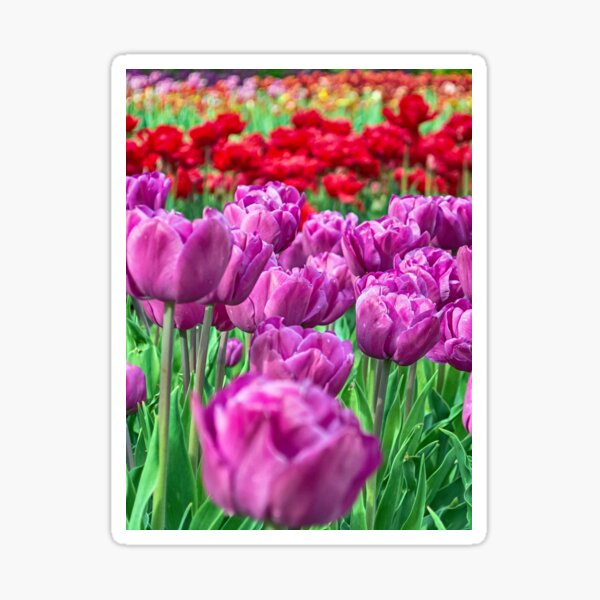 Tulip Field Sticker