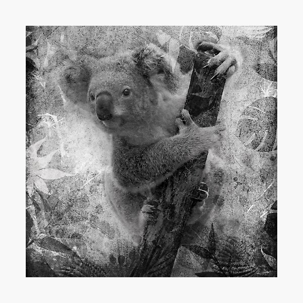 Koala Sunset Photographic Print By Distortionart Redbubble