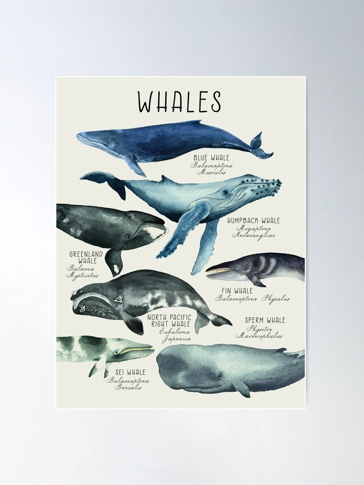 LARGE A1 Whales Canvas Poster - vintage illustration educational chart - retailer sea animal watercolor painting art print WAP2001