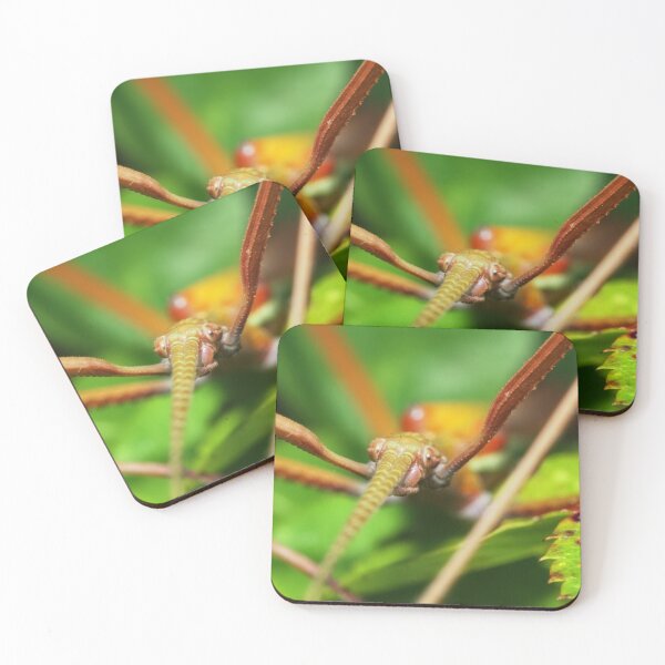 Item preview, Stick insect macro photo designed and sold by hendrikspix.