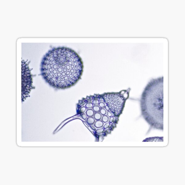 Radical Radiolaria Sticker