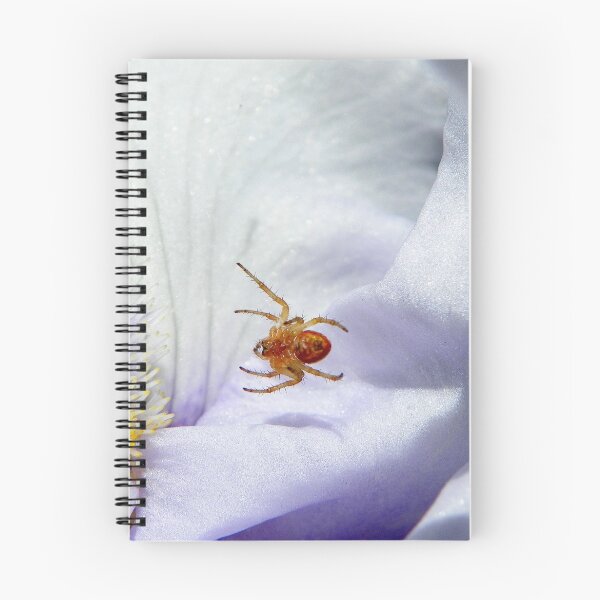 Item preview, Spider suspended above Iris petals (click to enlarge) designed and sold by Laurie Minor.