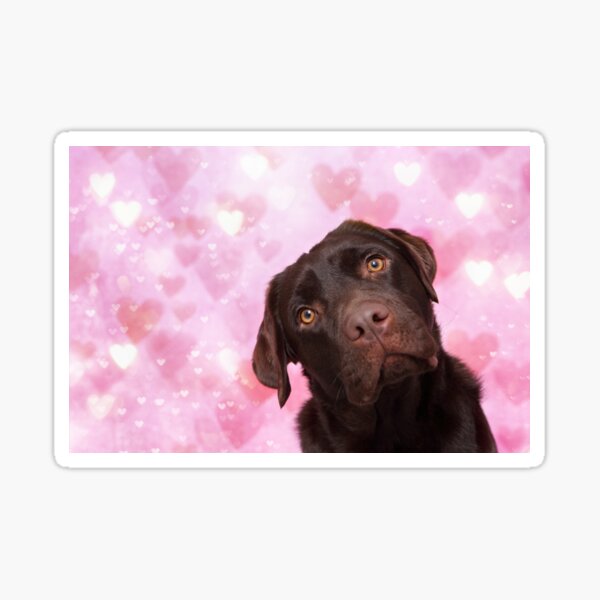 Labrador with a heart Sticker