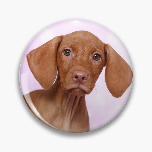 Item preview, Magyar Vizsla puppy designed and sold by JeanettesPets.