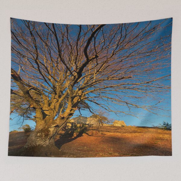 Item preview, Majestic tree in front of the Lichtenegg castle ruins in the evening sun designed and sold by frankuffmann.