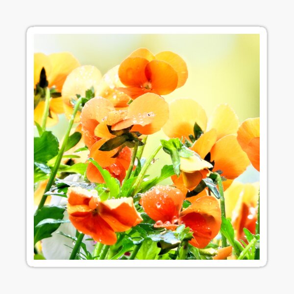 Rainy Day Sunshine Sticker