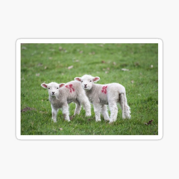 Lamb Animal Green Wool Nature Grass Sticker