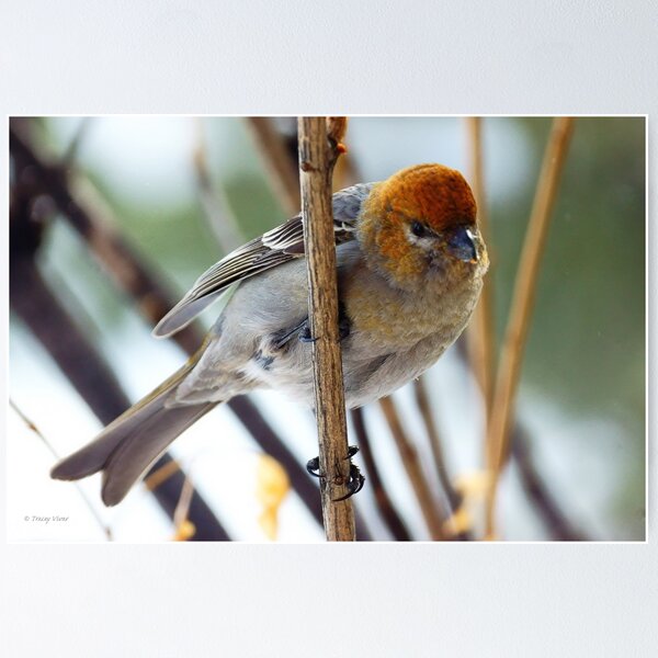 Item preview, Female Pine Grosbeak designed and sold by Vivar Photo.