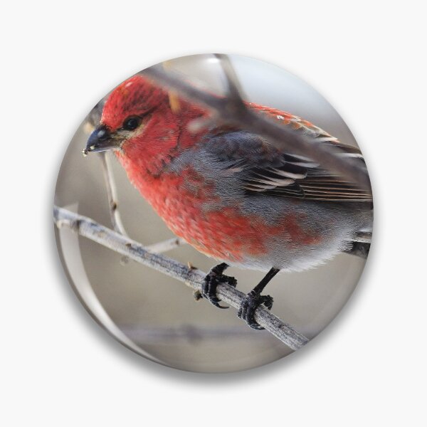 Item preview, Male Pine Grosbeak in the Woods designed and sold by Vivar Photo.