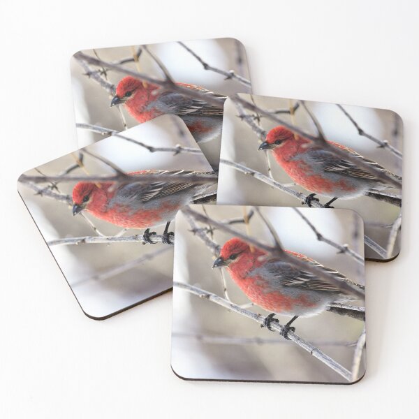 Item preview, Male Pine Grosbeak in the Woods designed and sold by Vivar Photo.