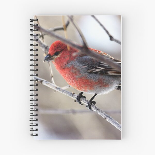 Item preview, Male Pine Grosbeak in the Woods designed and sold by Vivar Photo.