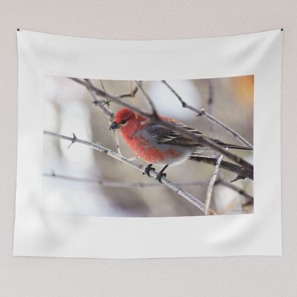 Item preview, Male Pine Grosbeak in the Woods designed and sold by Vivar Photo.