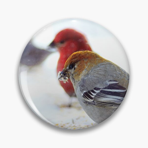 Item preview, Female Pine Grosbeak with Friends designed and sold by Vivar Photo.