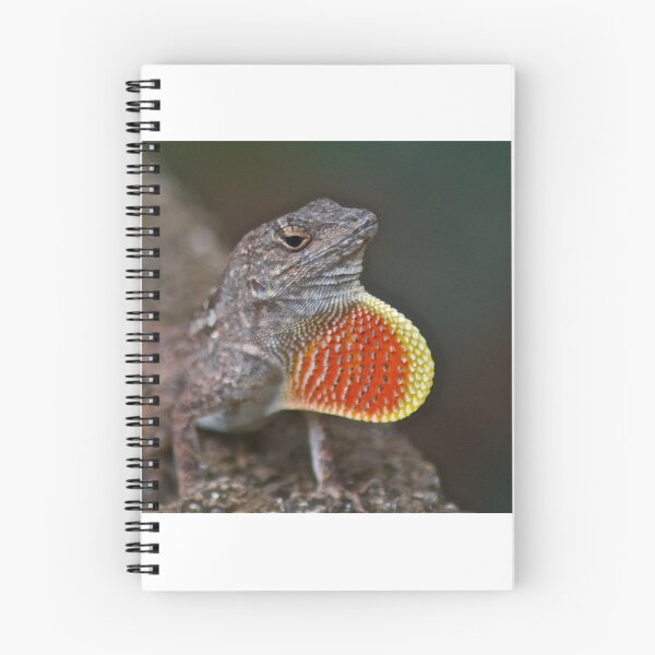 Aperçu de l'œuvre Bonne chance Gecko créée et vendue par MicrocosmFilm.