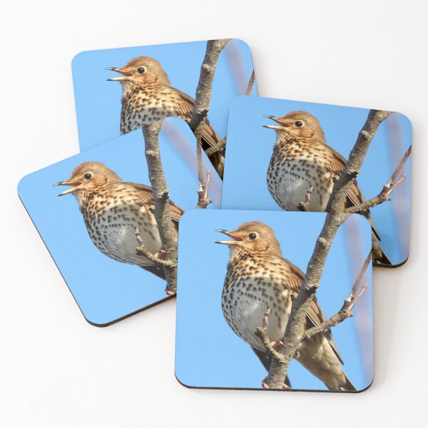 Item preview, Song Thrush designed and sold by BryanDevon.