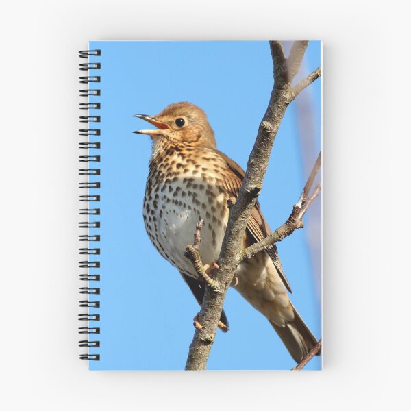 Item preview, Song Thrush designed and sold by BryanDevon.